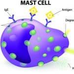 mast cell in mpn