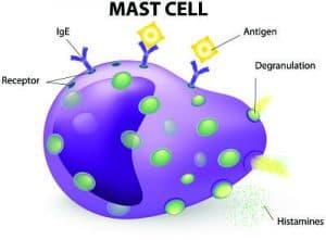 mast cell in mpn