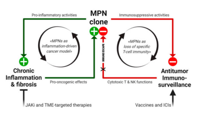 Working model of MPN immunopathogenesis and related immunotherapeutic strategies