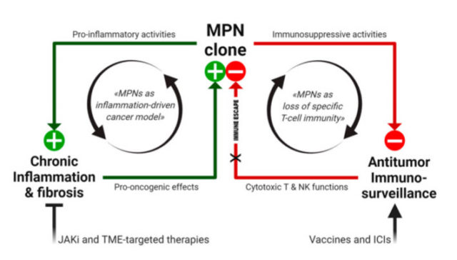 Inflammatory Microenvironment & Specific T-Cells in MPNs 1 Working model of MPN immunopathogenesis and related immunotherapeutic strategies