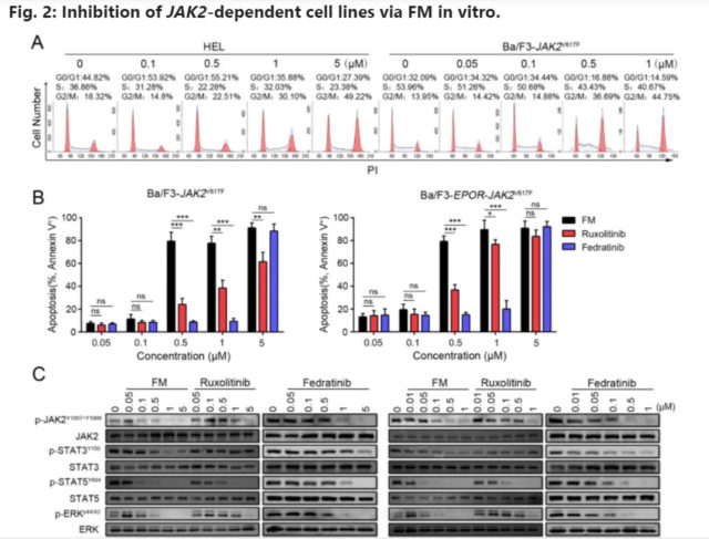 Preclinical studies of Flonoltinib Maleate, novel JAK2/FLT3 inhibitor treatment for MPNs
