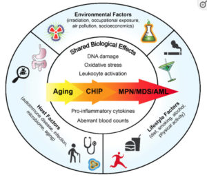 Overview of factors that could impact normal and malignant hematopoiesis MPN
