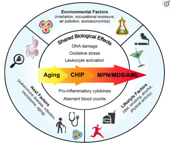 Lifestyle, Environmental and Host Factors in the development of MPN