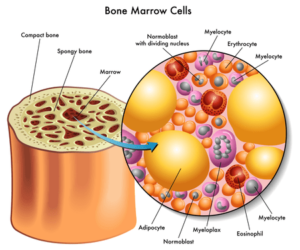 bone marrow cells